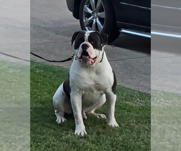 Medium Photo #1 American Bulldog Puppy For Sale in DUNCANVILLE, TX, USA