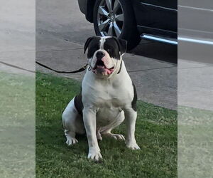 Father of the American Bulldog puppies born on 05/12/2025