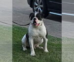 Small Photo #1 American Bulldog Puppy For Sale in DUNCANVILLE, TX, USA