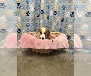 Australian Shepherd-Unknown Mix Dogs for adoption in Rosenberg, TX, USA