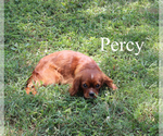 Small #15 Cavalier King Charles Spaniel