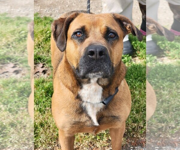 Medium Photo #3 Black Mouth Cur-Boxer Mix Puppy For Sale in Anniston, AL, USA