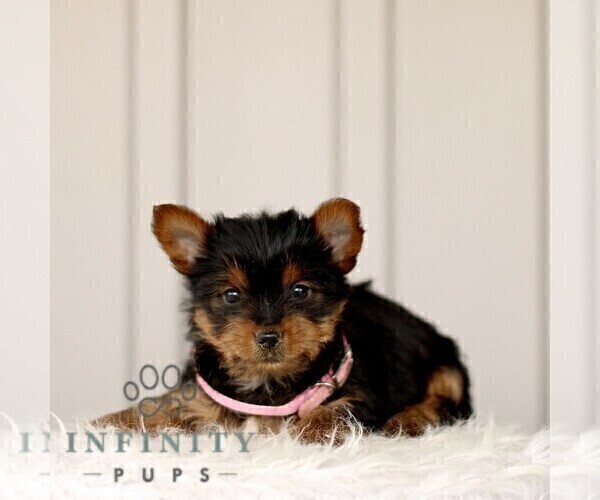 Medium Photo #3 Yorkshire Terrier Puppy For Sale in BIRD IN HAND, PA, USA