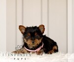 Small #2 Yorkshire Terrier
