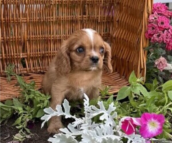 Medium Photo #1 Cavalier King Charles Spaniel Puppy For Sale in THORP, WI, USA