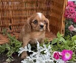 Image preview for Ad Listing. Nickname: Peanuts