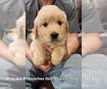 Small #1 Golden Retriever