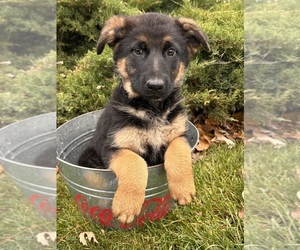 German Shepherd Dog Puppy for sale in MIDDLEBURY, IN, USA