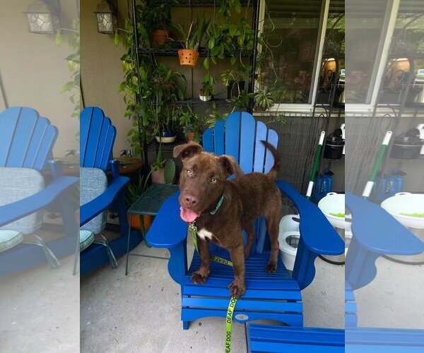 Medium Photo #2 Labrador Retriever-Unknown Mix Puppy For Sale in Germantown, OH, USA
