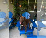 Small #1 Labrador Retriever Mix