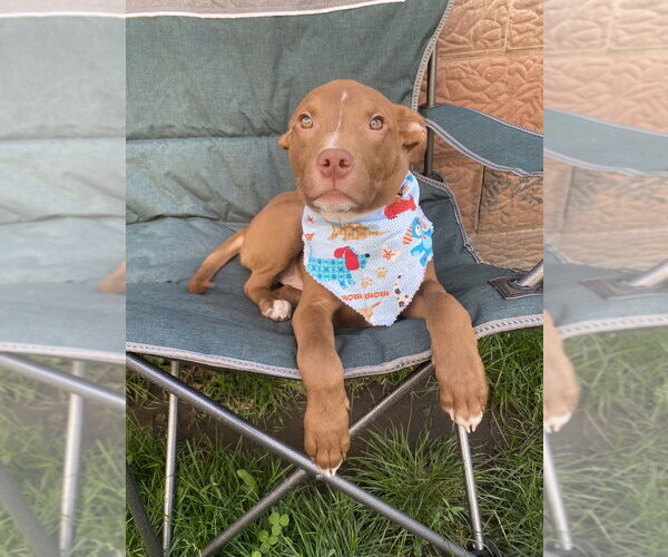 Medium Photo #1 Labrador Retriever-Unknown Mix Puppy For Sale in Springdale, PA, USA