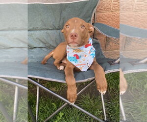 Labrador Retriever-Unknown Mix Dogs for adoption in Springdale, PA, USA