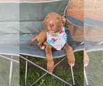 Small Labrador Retriever Mix