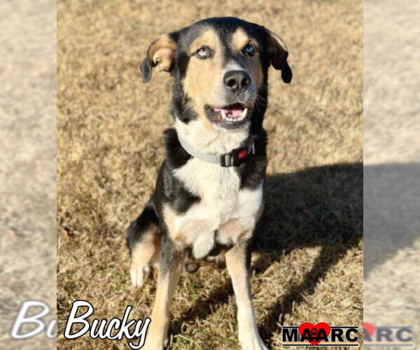 Medium Photo #1 Mutt Puppy For Sale in Maryville, TN, USA