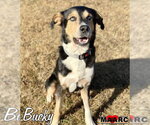 Bucky - Male Mutt Dog for Adoption - Small photo