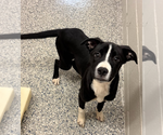Small #6 American Pit Bull Terrier Mix