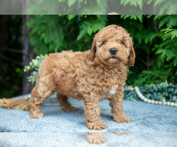 Medium Photo #1 Cavapoo Puppy For Sale in KIRKWOOD, PA, USA