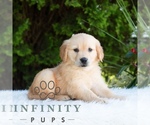Small #4 Golden Retriever