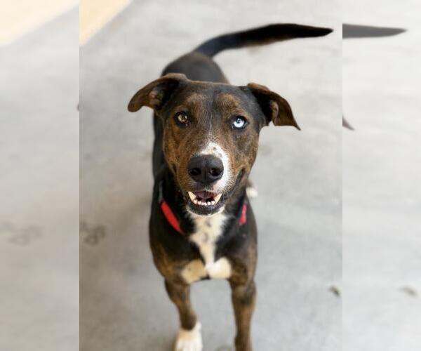 Medium Photo #2 Siberian Husky-Unknown Mix Puppy For Sale in Santa Maria, CA, USA