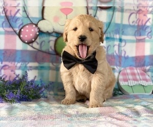Golden Retriever Puppy for sale in LANCASTER, PA, USA