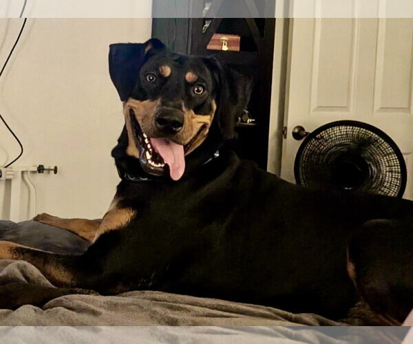 Medium Photo #1 Doberman Pinscher-Unknown Mix Puppy For Sale in Denton, TX, USA