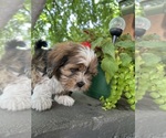 Small #4 Schweenie