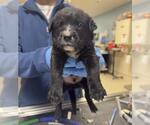 SPRITE - Male Doberman Pinscher Dog for Adoption - Small photo