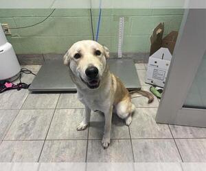 Siberian Husky-Unknown Mix Dogs for adoption in Grand Prairie, TX, USA