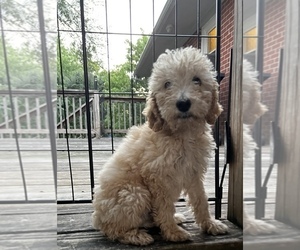 Poodle (Standard) Puppy for sale in SHELBYVILLE, TN, USA