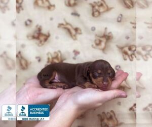 Dachshund Puppy for sale in WINNSBORO, LA, USA