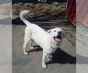 Neville of the Hogwarts family - Male Mutt Dog for Adoption - Photo #9