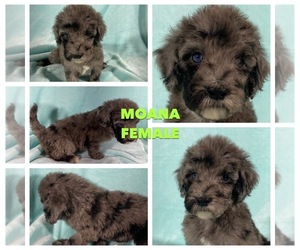 F2 Aussiedoodle Puppy for Sale in GULF BREEZE, Florida USA