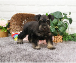 Small #6 Schnauzer (Miniature)