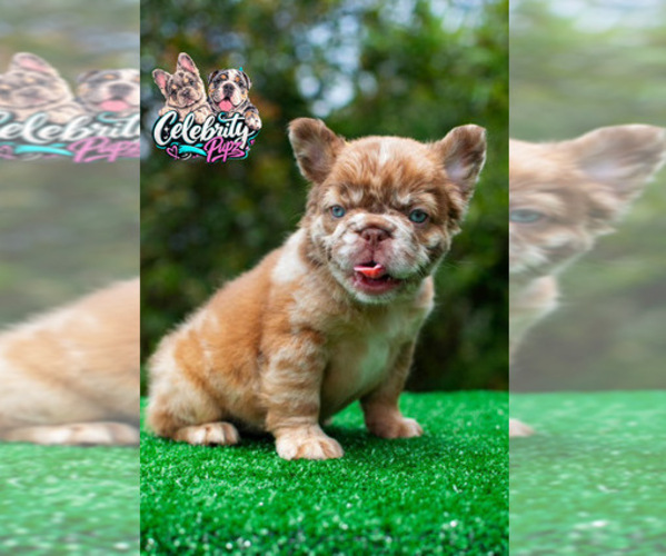 Medium Photo #1 French Bulldog Puppy For Sale in BEVERLY HILLS, CA, USA