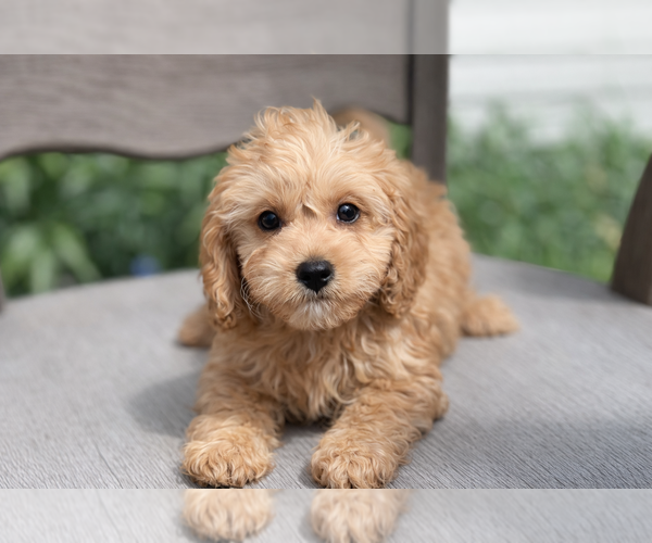 Medium Photo #3 Cavapoo (Miniature) Puppy For Sale in DUNDEE, OH, USA