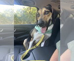 Small #17 Treeing Walker Coonhound Mix