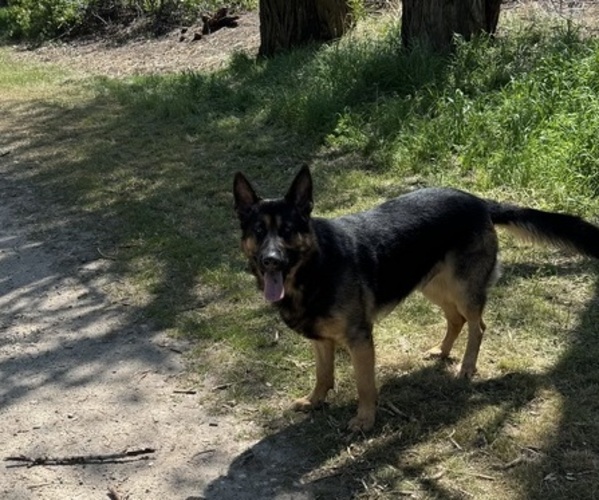 Medium Photo #1 German Shepherd Dog Puppy For Sale in BOISE, ID, USA