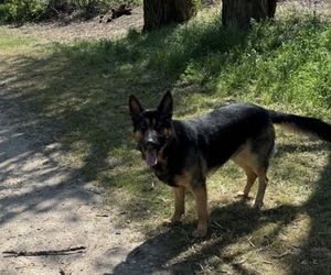 German Shepherd Dog Puppy for sale in BOISE, ID, USA