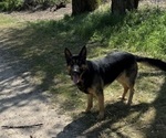 Small German Shepherd Dog