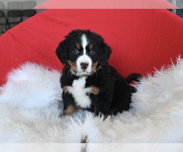 Medium Photo #2 Bernese Mountain Dog Puppy For Sale in SUGARCREEK, OH, USA