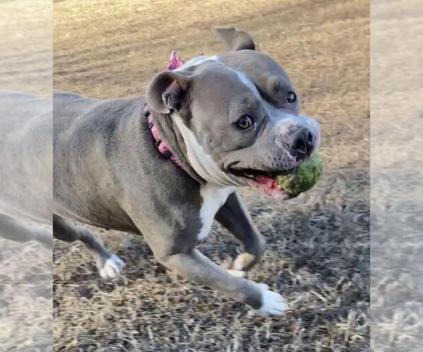 Medium Photo #3 American Bulldog-Unknown Mix Puppy For Sale in Virginia Beach, VA, USA