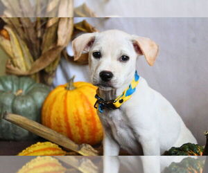 Mutt Dogs for adoption in Chestertown, MD, USA