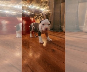 American Pit Bull Terrier Puppy for sale in MONROE, VA, USA