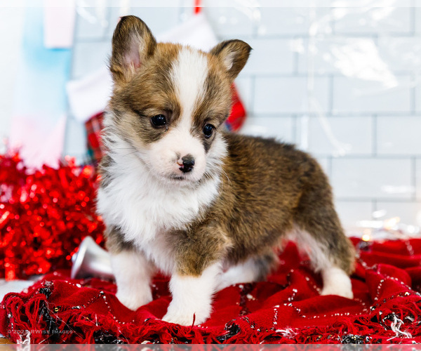 Medium Photo #11 Cardigan Welsh Corgi Puppy For Sale in WAKARUSA, IN, USA