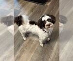 Small #2 Havanese