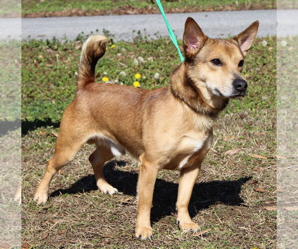 Medium Photo #2 Mutt Puppy For Sale in Prattville, AL, USA