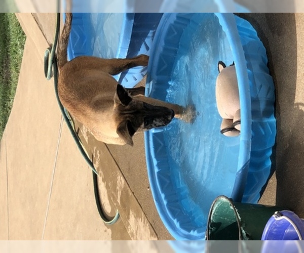 Medium Photo #5 Belgian Malinois Puppy For Sale in HARKER HEIGHTS, TX, USA