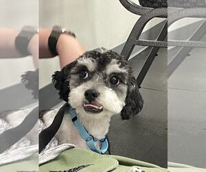 Miniature Schnauzer-Unknown Mix Dogs for adoption in Plymouth, MN, USA