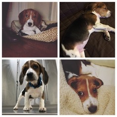 Beagle Puppy for sale in CORONA, NY, USA