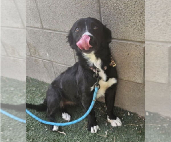 Medium Photo #2 Border Collie-Unknown Mix Puppy For Sale in Lakewood, CO, USA